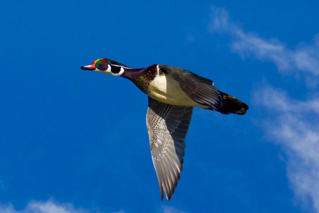 A7R4_2019_10_24-10_00_10-8391.jpg - Wood Duck