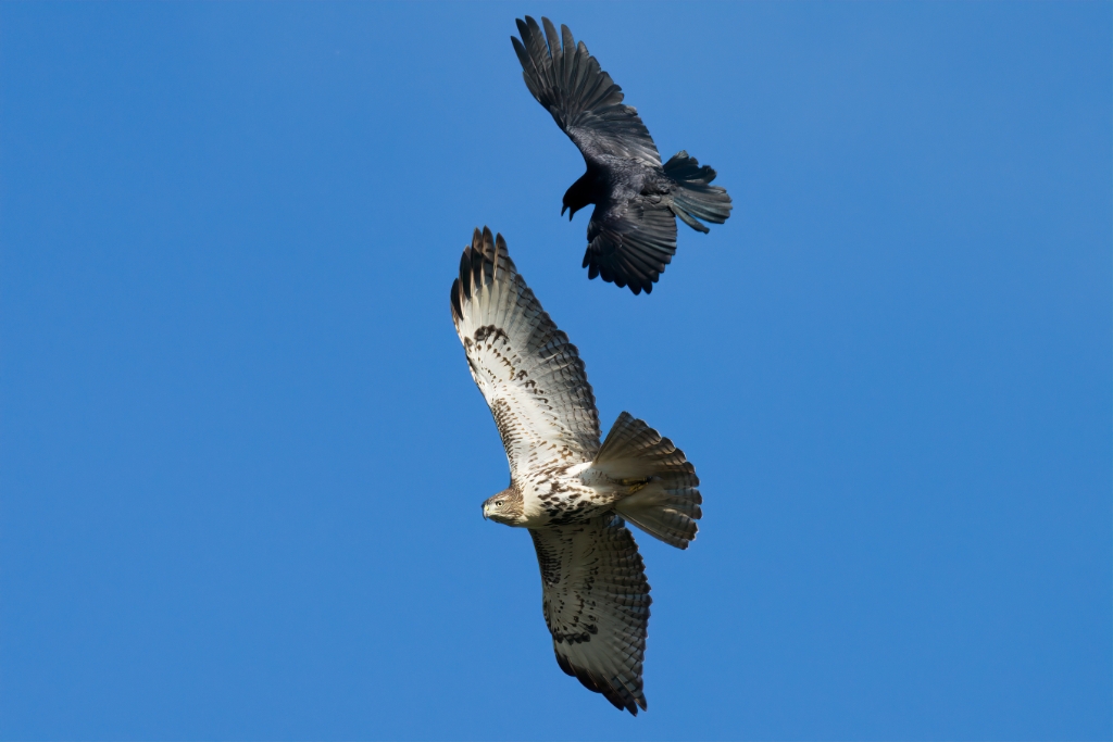 A7R4_2019_10_29-09_21_00-0931.jpg - Red-tailed Hawk