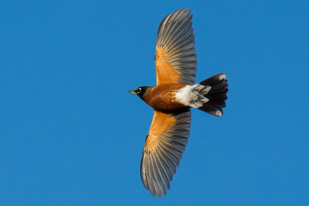 A7R4_2019_11_20-09_17_05-6534.jpg - American Robin