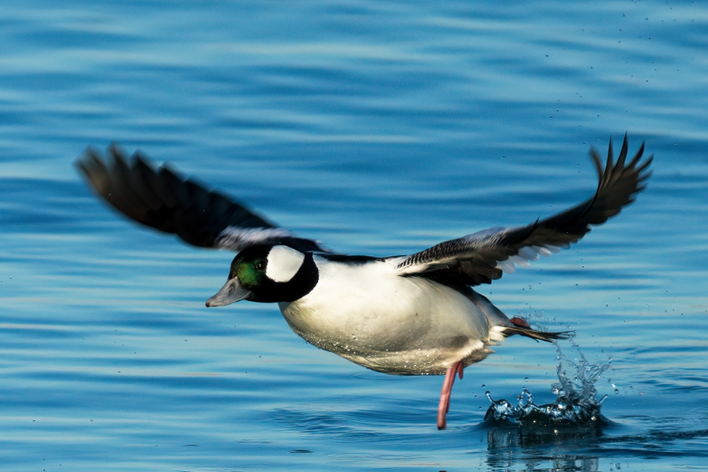 A7R4_2019_11_26-09_12_57-8781.jpg - Bufflehead