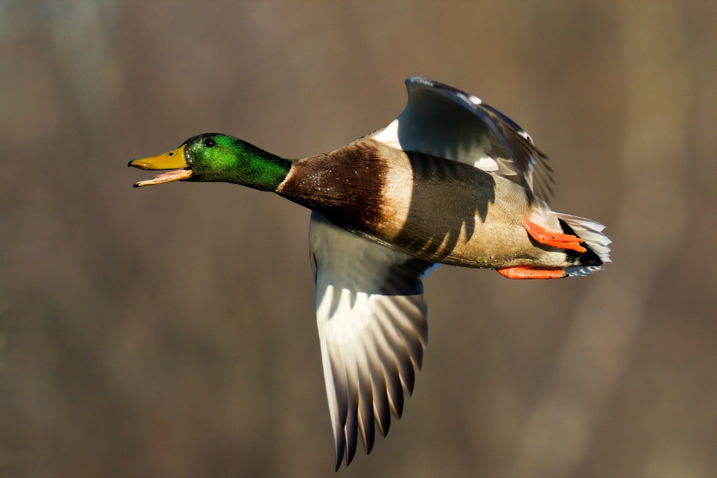 A7R4_2019_12_15-09_39_19-0830.jpg - Mallard