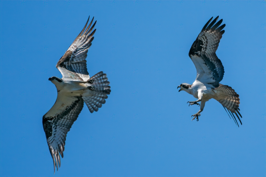 A9_2019_05_15-11_08_46-6458.jpg - Osprey