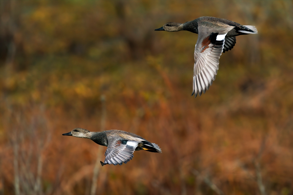 A9_2019_11_11-11_16_28-1974.jpg - Gadwall