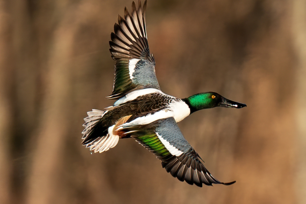 A9_2020_01_06-10_04_04-6855w2.jpg - Northern Shoveler