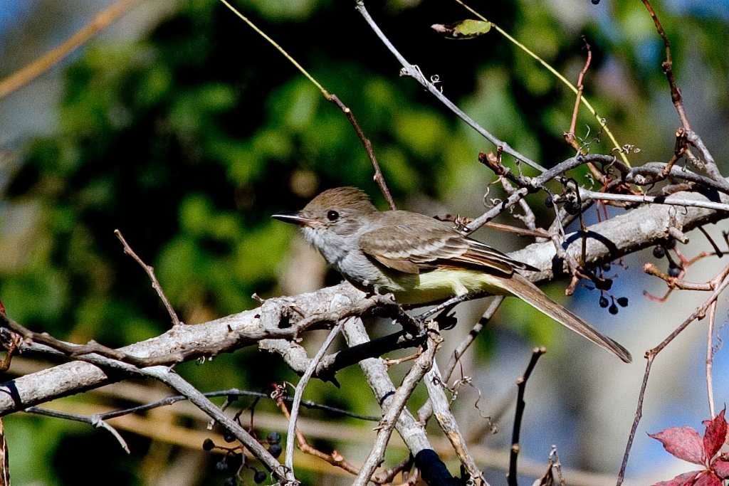 Ash-throated Flycatcher.jpg - Ash-throated Flycatcher - Uncommon Vagrant to the East coast