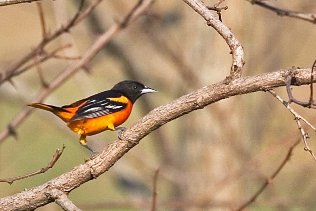 Baltimore Oriole.jpg