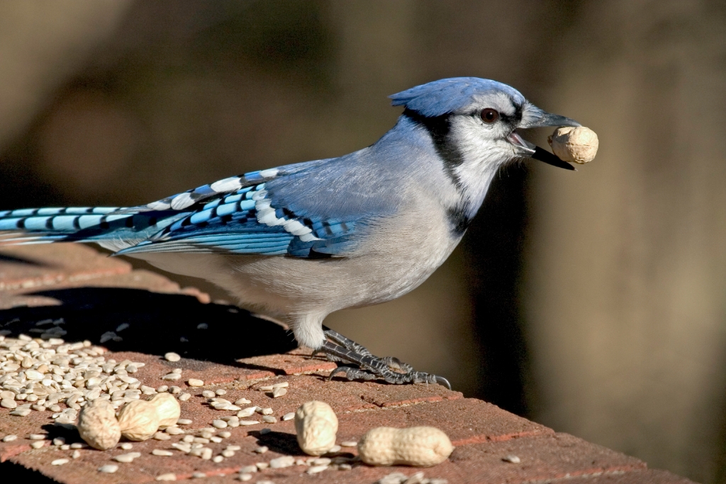 Bluejay.jpg