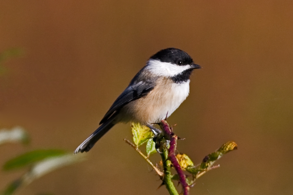 C40_MG_0534.jpg - Black-capped Chickadee