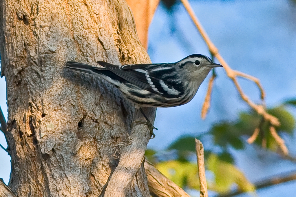 C40_MG_1042.jpg - Black and White Warbler