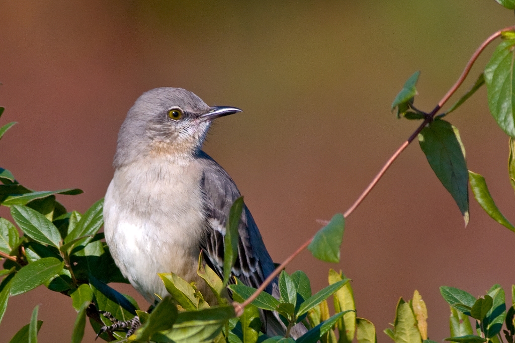 C40_MG_1719.jpg - Northern Mockingbird