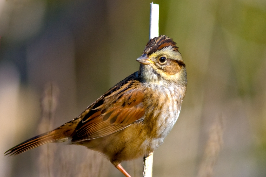 C40_MG_1766.jpg - Swamp Sparrow