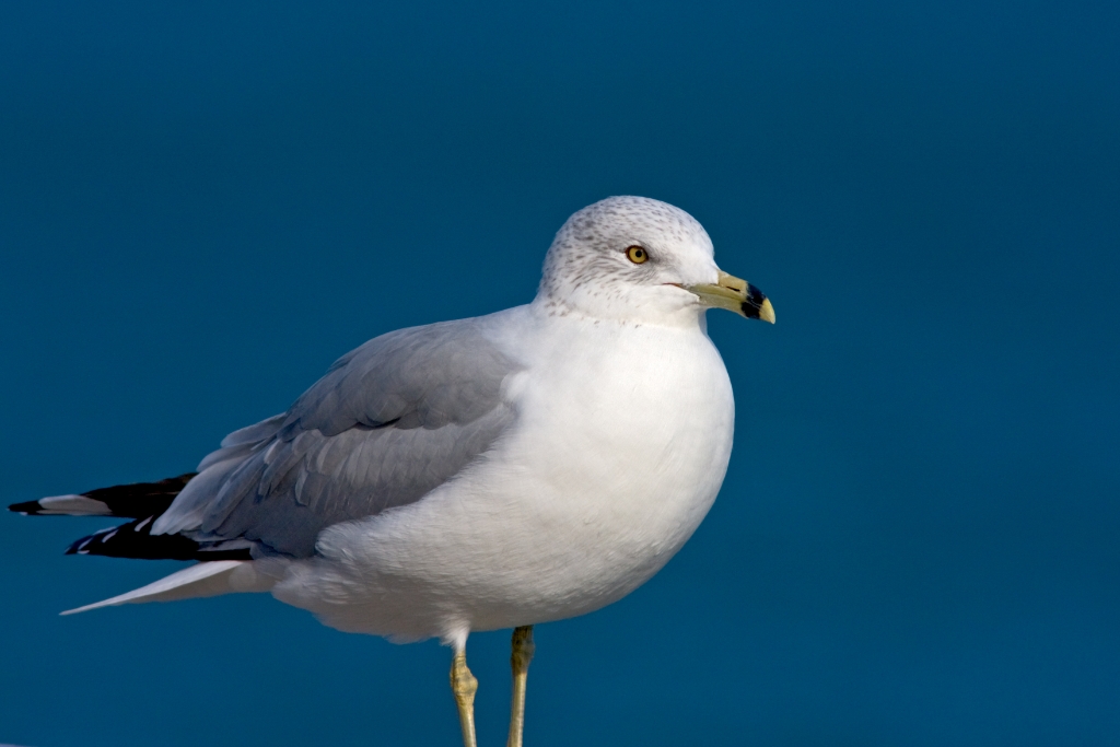 C40_MG_1888.jpg - Ring-billed Gull