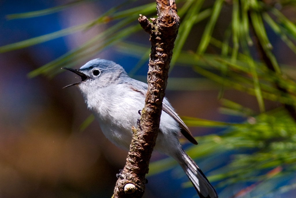 C40_MG_2249.jpg - Blue-gray Gnatcatcher