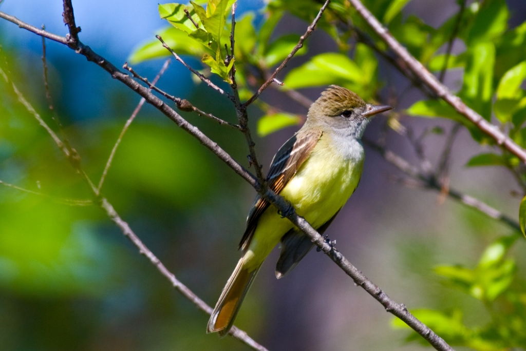 C40_MG_2270.jpg - Great Crested Flycatcher