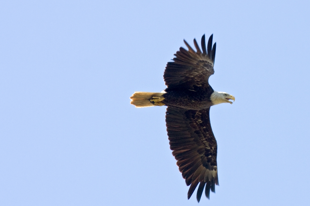 C40_MG_2273.jpg - Bald Eagle