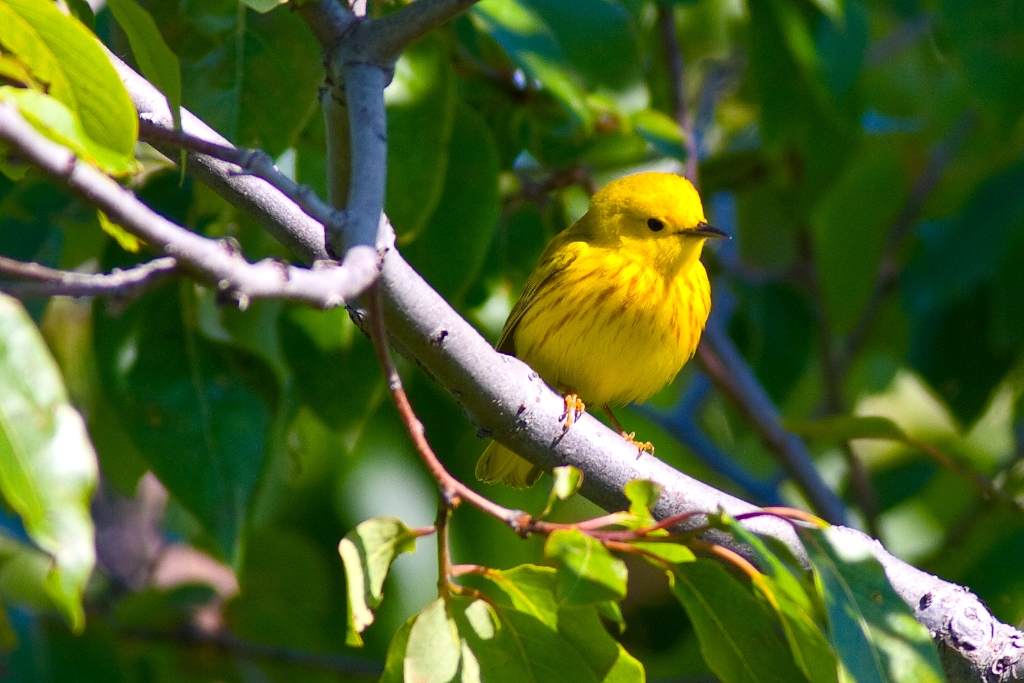 C40_MG_2286.jpg - Yellow Warbler