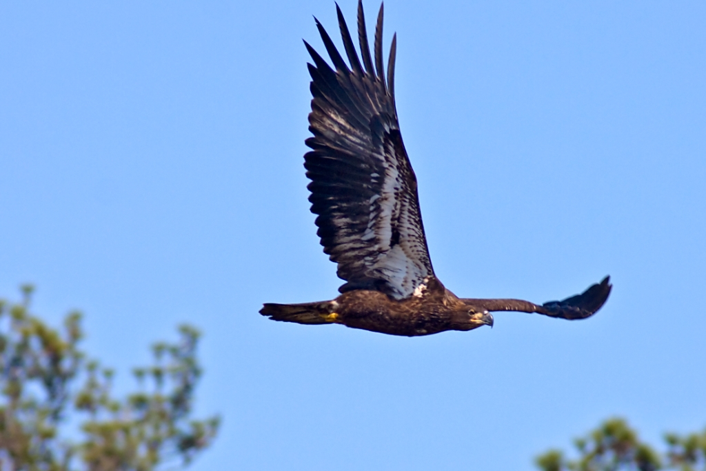 C40_MG_2295.jpg - Bald Eagle