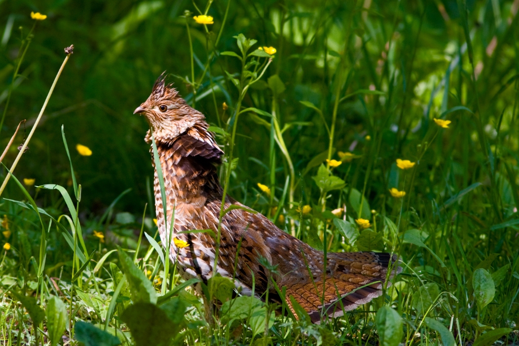 C40_MG_2833.jpg - Ruffed Grouse