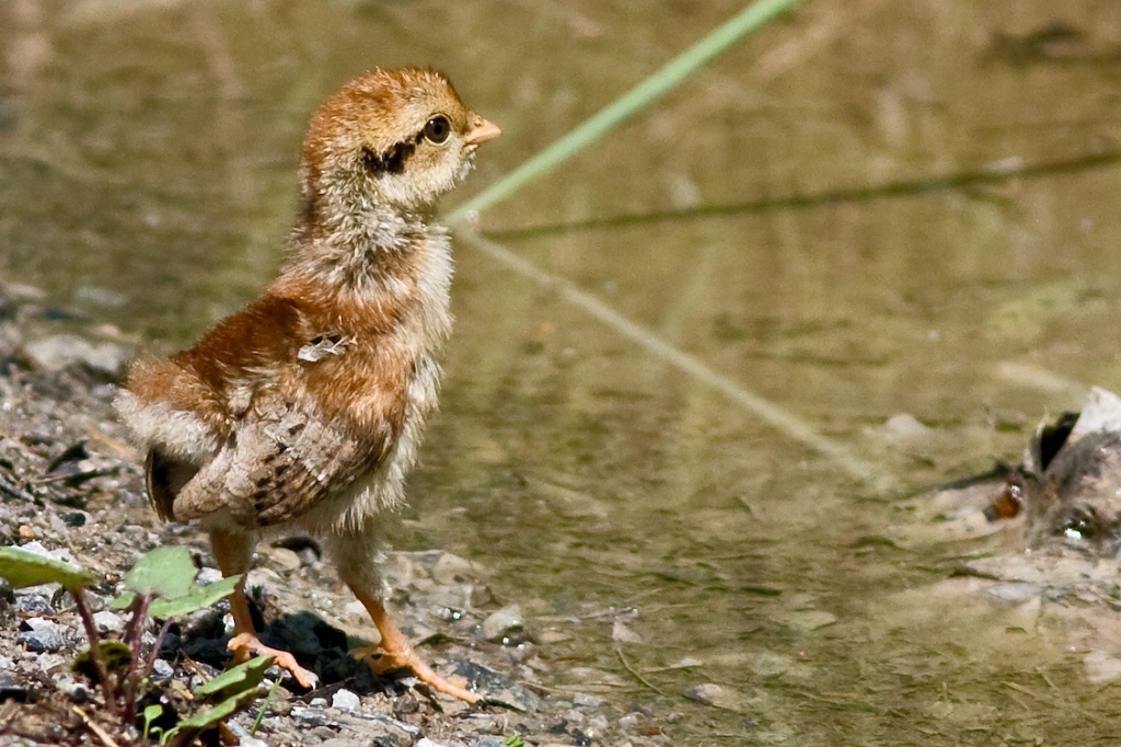 C40_MG_2847.jpg - Ruffed Grouse