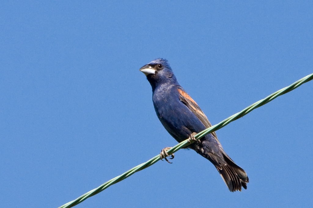 C40_MG_3698.jpg - Blue Grosbeak