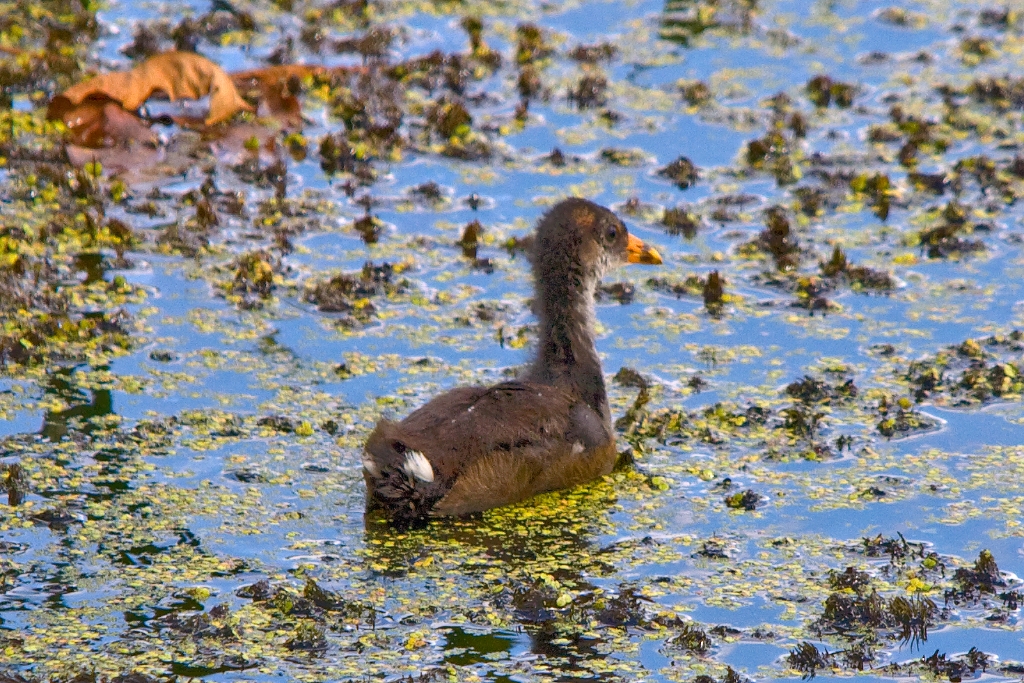 C40_MG_3715.jpg - Common Moorhen