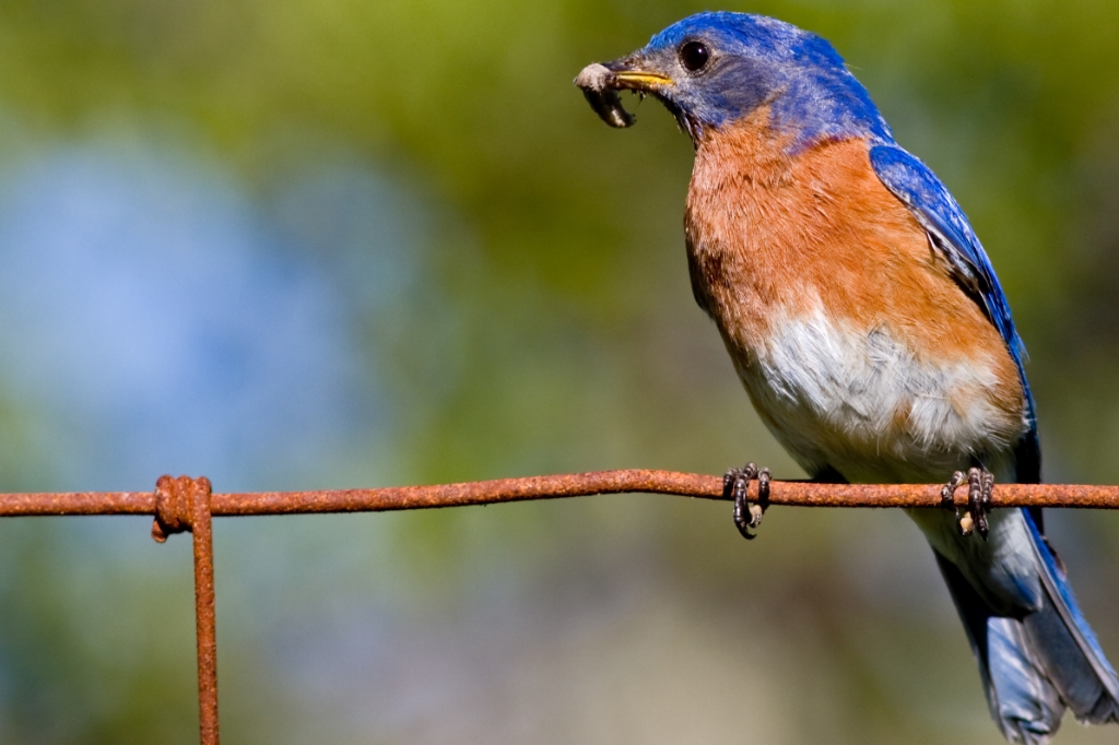 C40_MG_4989.jpg - Eastern Bluebird