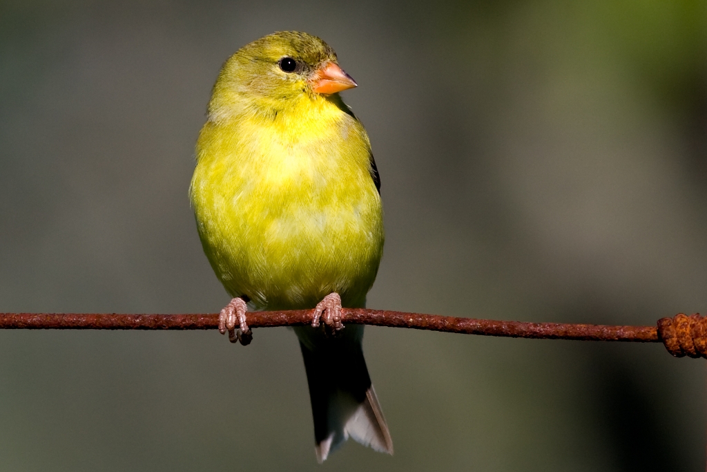 C40_MG_5001.jpg - American Goldfinch