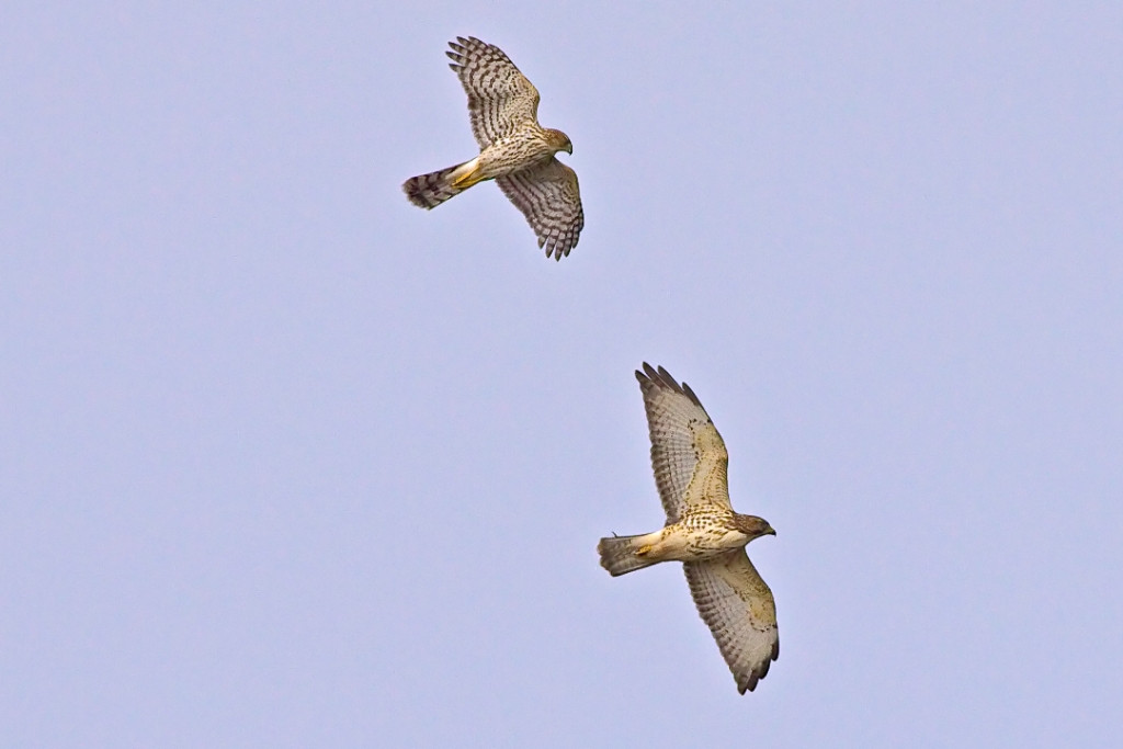 C50_MG_0853.jpg - Cooper's Hawk & Broadwing Hawk