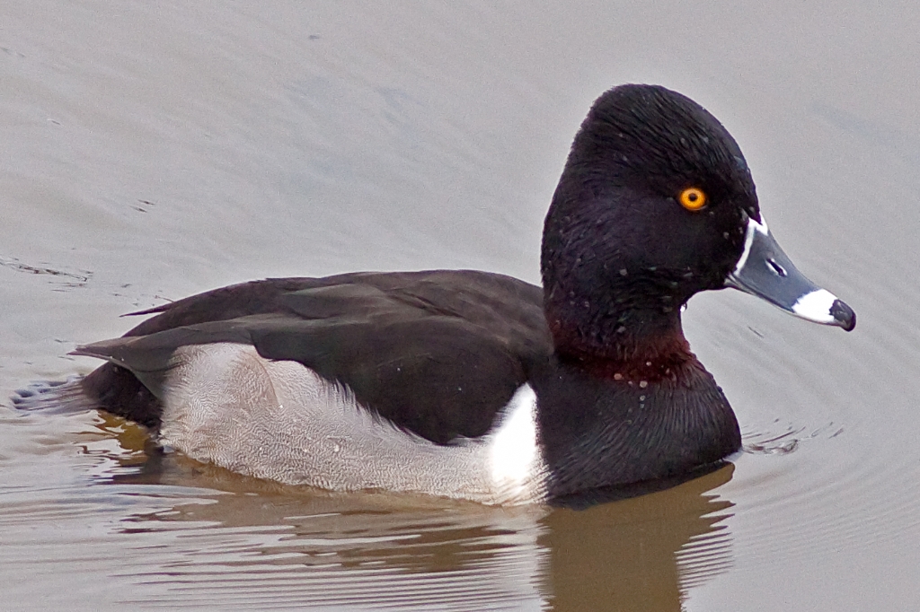 C50_MG_1869.jpg - Ring-necked Duck