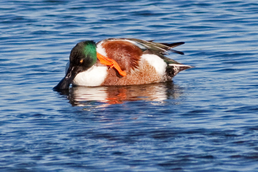 C50_MG_2272.jpg - Northern Shoveler