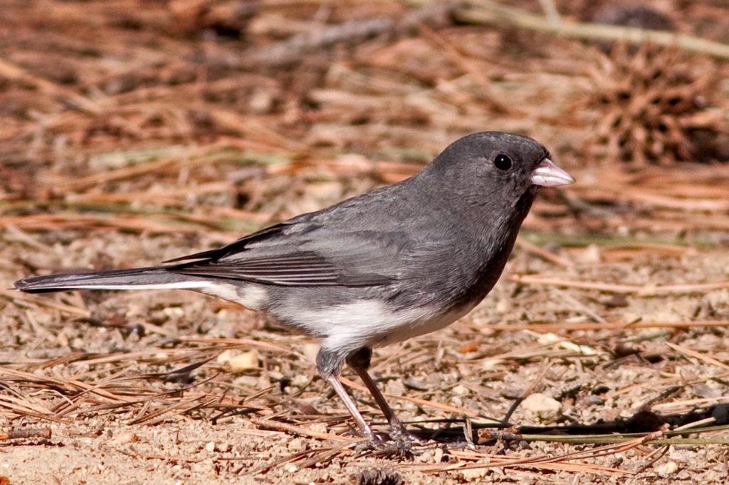 C50_MG_3465.jpg - Dark-eyed Junco