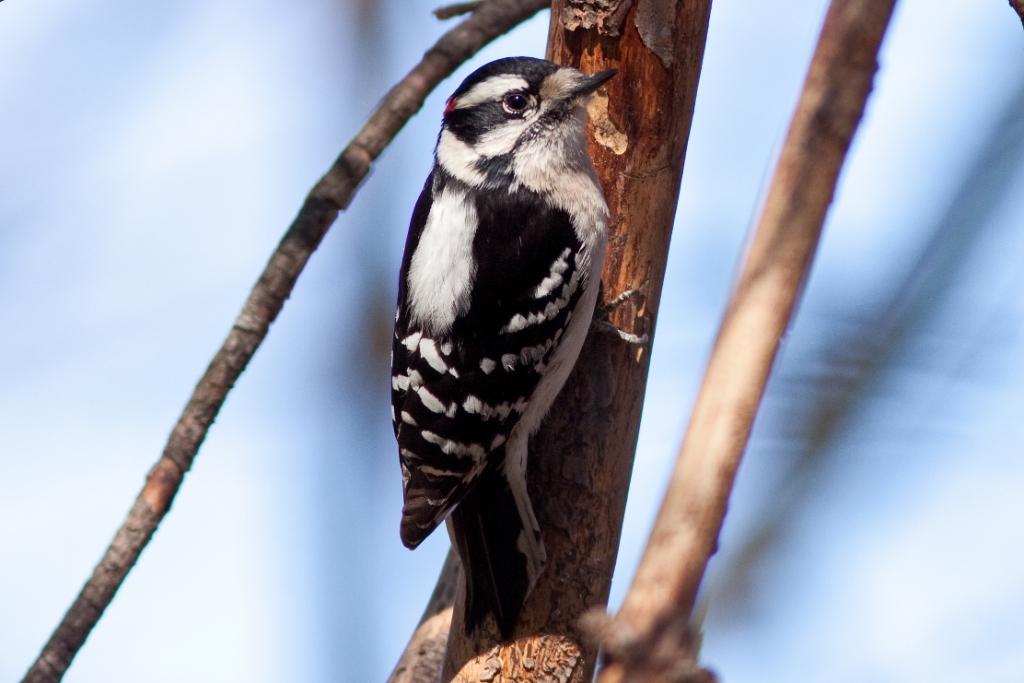 C50_MG_3484.jpg - Downy Woodpecker