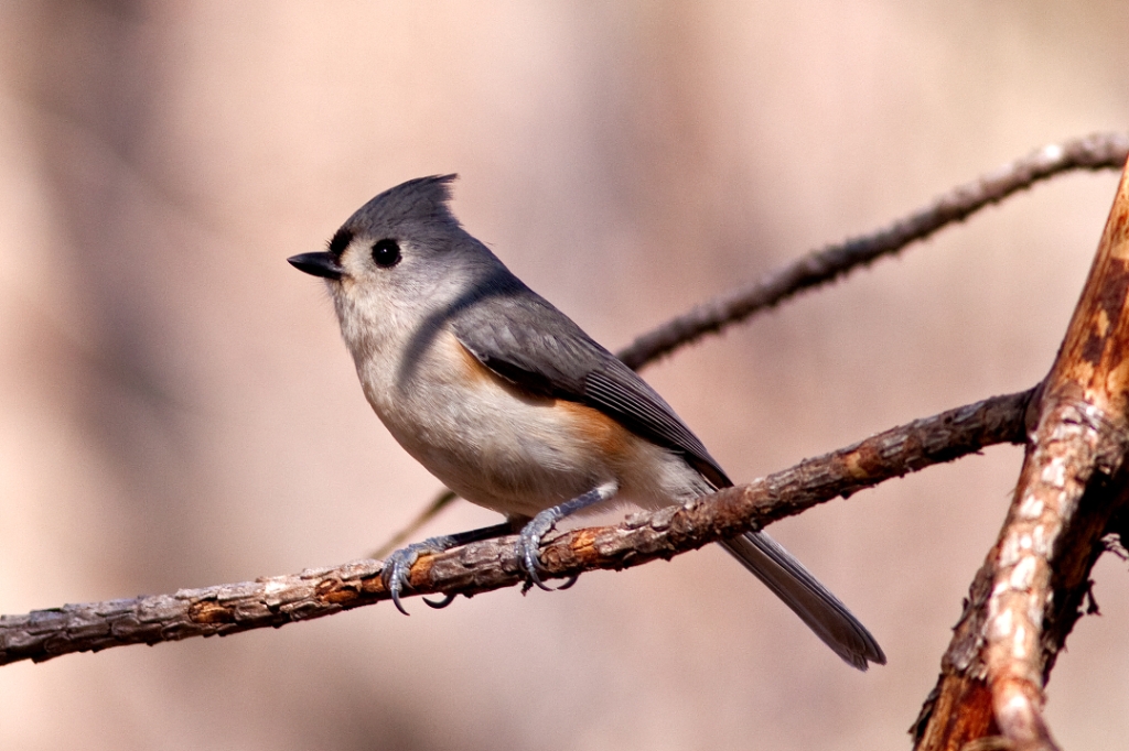 C50_MG_3492.jpg - Tufted Titmouse