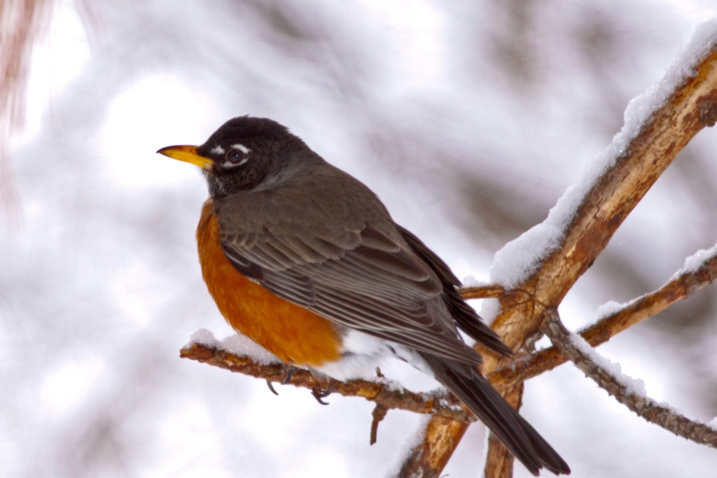 C50_MG_3717.jpg - American Robin