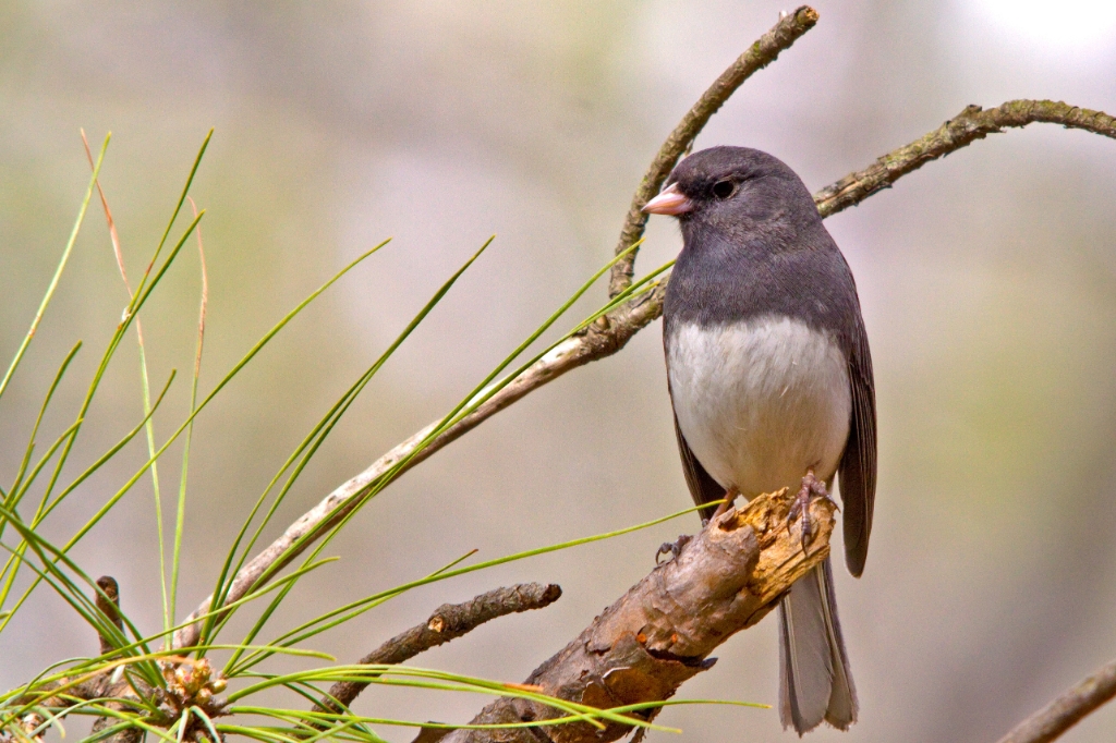 C50_MG_3948.jpg - Dark-eyed Junco