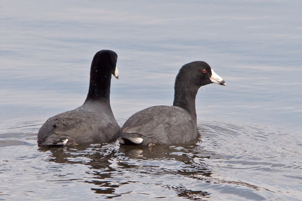 C50_MG_4136.jpg - American Coot