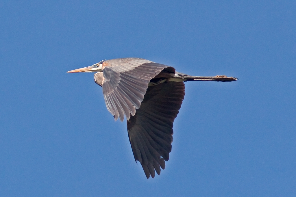 C50_MG_5171.jpg - Great Blue Heron