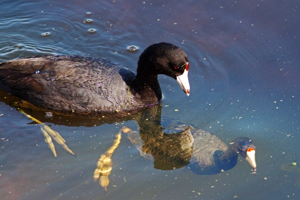 C50_MG_5192.jpg - American Coot