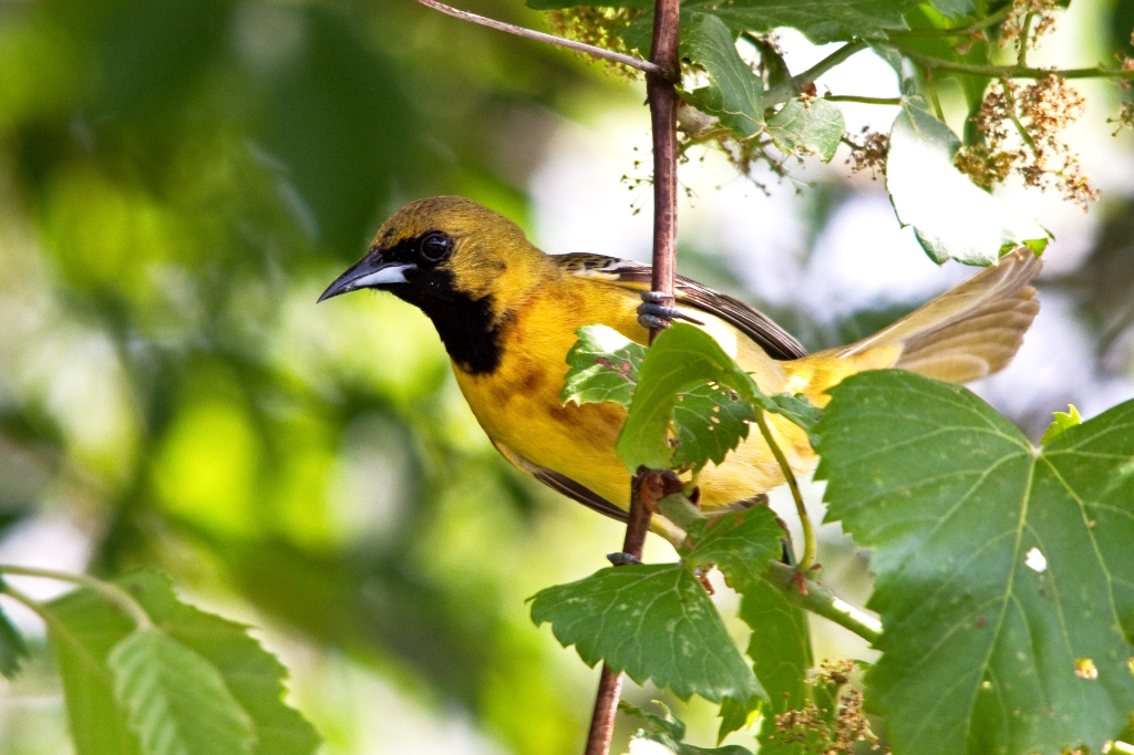 C50_MG_6827.jpg - Orchard Oriole