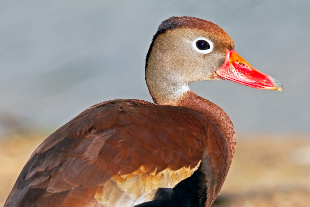 C50_MG_6987.jpg - Black-bellied Whistling Duck