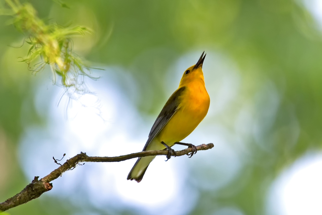 C6D_2013_06_01-09_51_44-0567.jpg - Prothonotary Warbler