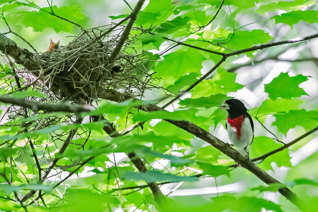 C6D_2013_06_04-07_11_14-0788.jpg - Rose-breasted Grosbeak