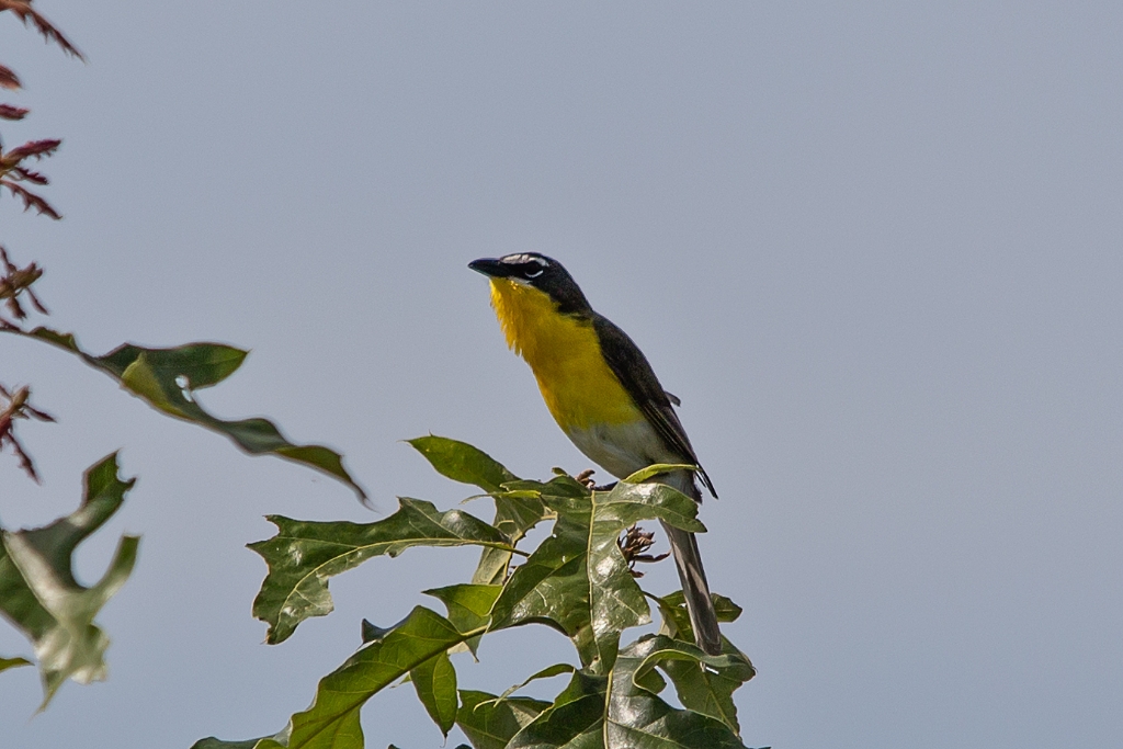 C6D_2013_06_05-08_45_47-1005.jpg - Yellow-breasted Chat