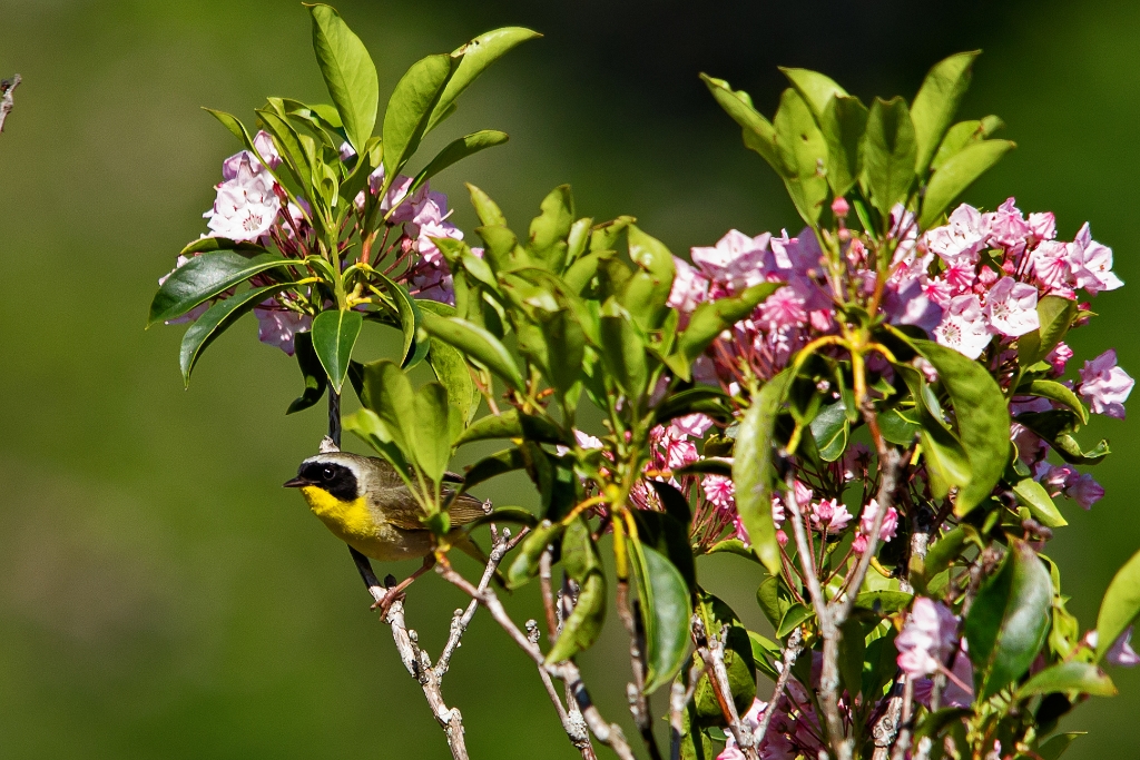 C6D_2013_06_22-08_00_35-2079.jpg - Common Yellowthroat