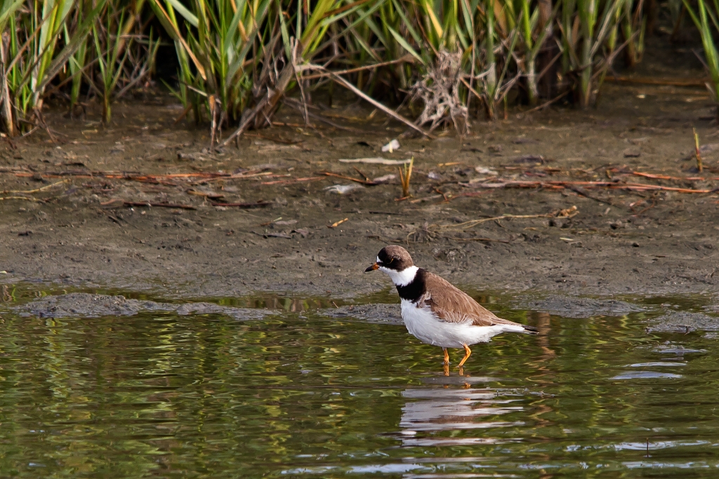 C6D_2013_08_15-07_43_49-2857.jpg - Semipalmated Plover