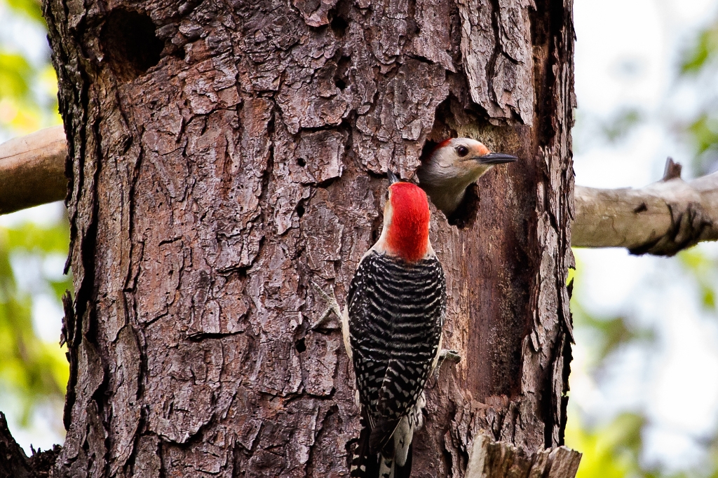 C6D_2014_05_02-08_28_44-1339.jpg - Red-bellied Woodpecker