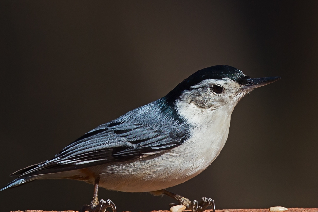 C6D_2016_02_08-10_35_56-1306.jpg - White-breasted Nuthatch