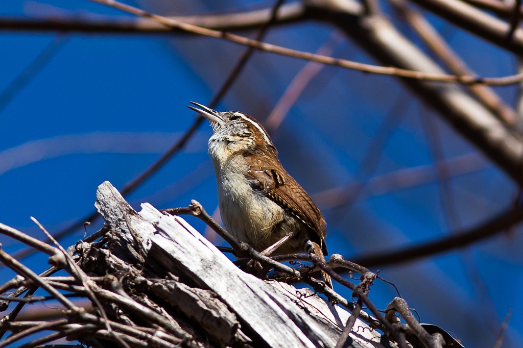 C6D_IMG_5717.jpg - Carolina Wren