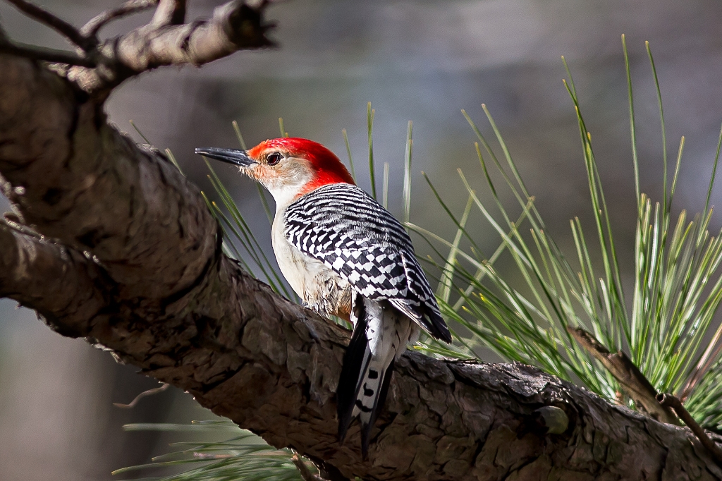 C6D_IMG_5835.jpg - Red-bellied Woodpecker
