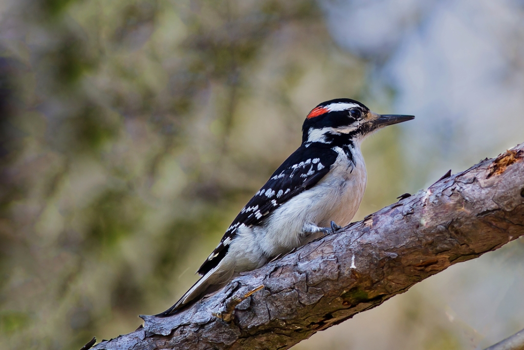 C6D_IMG_7074-2.jpg - Hairy Woodpecker